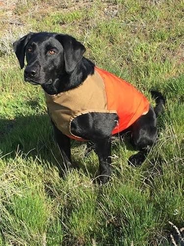 Orvis Upland Hunting Dog Vest